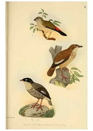 Seller image for Reproduccin/Reproduction 6298634565: Beitrag zur fauna Centralpolynesiens. Ornithologie der Viti-, Samoa- und Tonga-inseln Halle,H. W. Schmidt,1867 for sale by EL BOLETIN