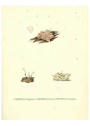 Seller image for Reproduccin/Reproduction 6283594905: Icones pictae specierum rariorum fungorum in synopsi methodica descriptarum Paris,Amand Koenig,1803-1808 for sale by EL BOLETIN