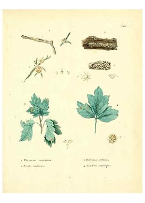 Seller image for Reproduccin/Reproduction 6283598891: Icones pictae specierum rariorum fungorum in synopsi methodica descriptarum Paris,Amand Koenig,1803-1808 for sale by EL BOLETIN