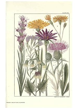 Imagen del vendedor de Reproduccin/Reproduction 6280209640: Rocky mountain flowers New York city,the H.W. Wilson company,1914 a la venta por EL BOLETIN