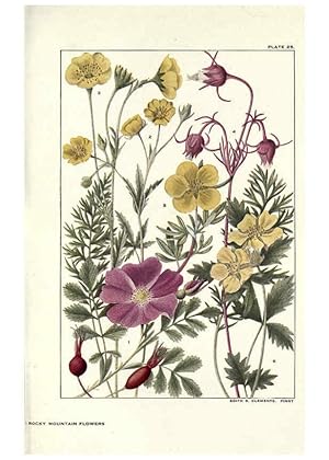 Seller image for Reproduccin/Reproduction 6279688541: Rocky mountain flowers New York city,the H.W. Wilson company,1914 for sale by EL BOLETIN