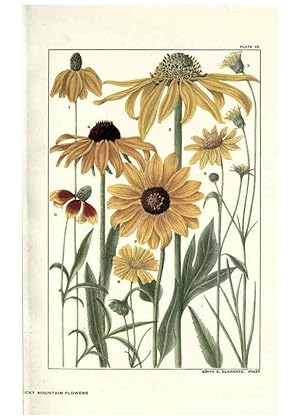 Imagen del vendedor de Reproduccin/Reproduction 6280210192: Rocky mountain flowers New York city,the H.W. Wilson company,1914 a la venta por EL BOLETIN