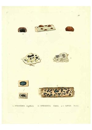 Seller image for Reproduccin/Reproduction 6284111510: Icones pictae specierum rariorum fungorum in synopsi methodica descriptarum Paris,Amand Koenig,1803-1808 for sale by EL BOLETIN