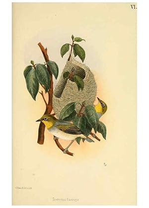 Imagen del vendedor de Reproduccin/Reproduction 6299165174: Beitrag zur fauna Centralpolynesiens. Ornithologie der Viti-, Samoa- und Tonga-inseln Halle,H. W. Schmidt,1867 a la venta por EL BOLETIN