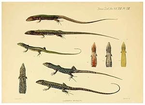 Seller image for Reproduccin/Reproduction 6289407312: A contribution to our knowledge of the varieties of the wall-lizard (Lacerta muralis) in Western Europe and North Africa London,Zoological Society,1905 for sale by EL BOLETIN