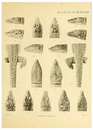 Seller image for Reproduccin/Reproduction 6288888793: A contribution to our knowledge of the varieties of the wall-lizard (Lacerta muralis) in Western Europe and North Africa London,Zoological Society,1905 for sale by EL BOLETIN