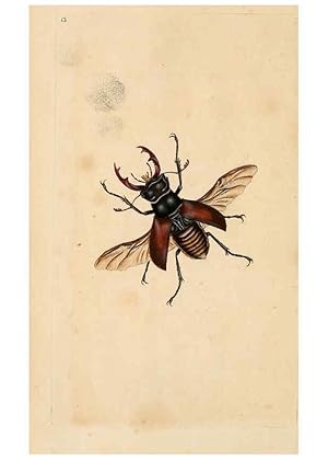 Seller image for Reproduccin/Reproduction 6298605976: The natural history of British insects. v.1. London :Printed for the author, and for F. and C. Rivington,1792-1813 for sale by EL BOLETIN