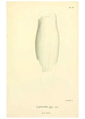 Image du vendeur pour Reproduccin/Reproduction 6289737504: Mollusques vivants et fossiles. Atlas. Paris :Gide et Cie., diteurs,1845 mis en vente par EL BOLETIN