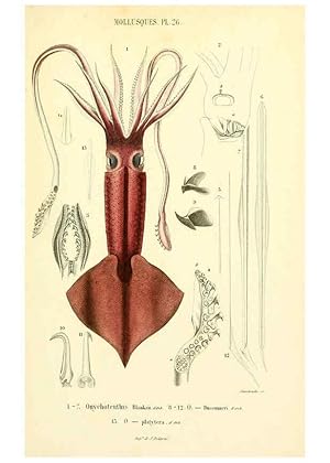 Image du vendeur pour Reproduccin/Reproduction 6289220117: Mollusques vivants et fossiles. Atlas. Paris :Gide et Cie., diteurs,1845 mis en vente par EL BOLETIN