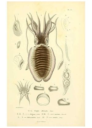 Seller image for Reproduccin/Reproduction 6289215095: Mollusques vivants et fossiles. Atlas. Paris :Gide et Cie., diteurs,1845 for sale by EL BOLETIN
