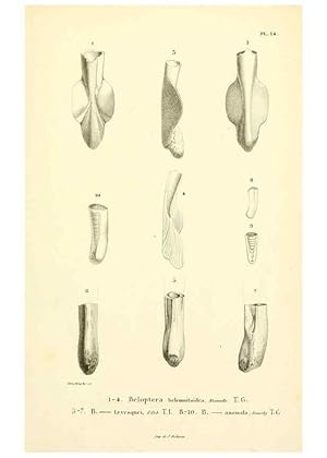 Seller image for Reproduccin/Reproduction 6289735910: Mollusques vivants et fossiles. Atlas. Paris :Gide et Cie., diteurs,1845 for sale by EL BOLETIN