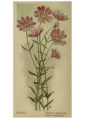 Seller image for Reproduccin/Reproduction 6263609352: Field book of American wild flowers New York,Putnam,[1912] for sale by EL BOLETIN