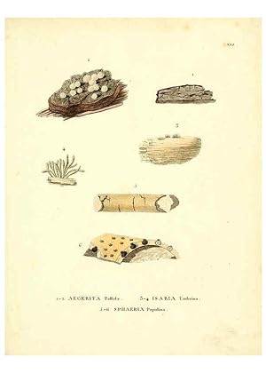 Seller image for Reproduccin/Reproduction 6284116724: Icones pictae specierum rariorum fungorum in synopsi methodica descriptarum Paris,Amand Koenig,1803-1808 for sale by EL BOLETIN