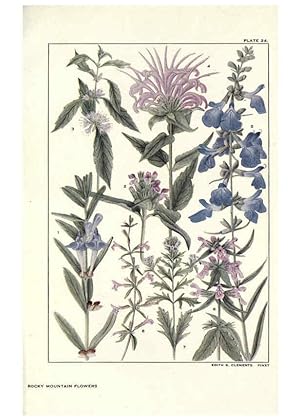Seller image for Reproduccin/Reproduction 6280207974: Rocky mountain flowers New York city,the H.W. Wilson company,1914 for sale by EL BOLETIN