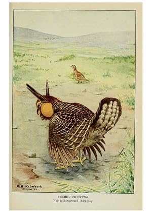 Imagen del vendedor de Reproduccin/Reproduction 6298346791: Knowing birds through stories New York: Funk & Wagnalls company[c1922] a la venta por EL BOLETIN