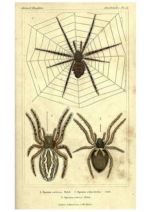 Seller image for Reproduccin/Reproduction 6298597128: The animal kingdom, arranged according to its organization London :G. Henderson,1834 for sale by EL BOLETIN