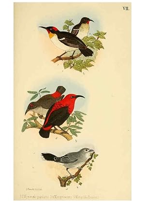 Immagine del venditore per Reproduccin/Reproduction 6298633323: Beitrag zur fauna Centralpolynesiens. Ornithologie der Viti-, Samoa- und Tonga-inseln Halle,H. W. Schmidt,1867 venduto da EL BOLETIN