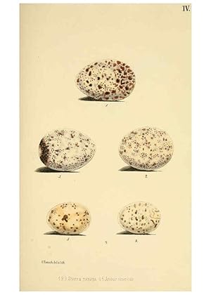 Immagine del venditore per Reproduccin/Reproduction 6299164616: Beitrag zur fauna Centralpolynesiens. Ornithologie der Viti-, Samoa- und Tonga-inseln Halle,H. W. Schmidt,1867 venduto da EL BOLETIN