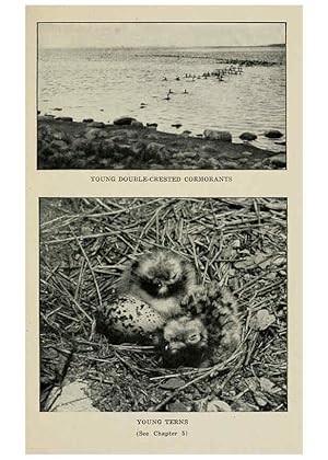 Imagen del vendedor de Reproduccin/Reproduction 6298344263: Knowing birds through stories New York: Funk & Wagnalls company[c1922] a la venta por EL BOLETIN