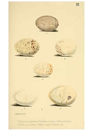 Image du vendeur pour Reproduccin/Reproduction 6299164310: Beitrag zur fauna Centralpolynesiens. Ornithologie der Viti-, Samoa- und Tonga-inseln Halle,H. W. Schmidt,1867 mis en vente par EL BOLETIN