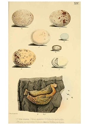 Immagine del venditore per Reproduccin/Reproduction 6298636091: Beitrag zur fauna Centralpolynesiens. Ornithologie der Viti-, Samoa- und Tonga-inseln Halle,H. W. Schmidt,1867 venduto da EL BOLETIN