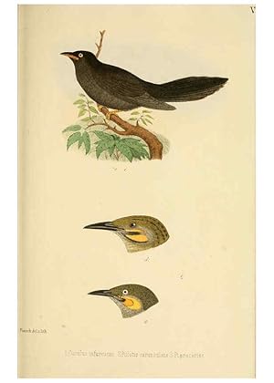 Seller image for Reproduccin/Reproduction 6299164900: Beitrag zur fauna Centralpolynesiens. Ornithologie der Viti-, Samoa- und Tonga-inseln Halle,H. W. Schmidt,1867 for sale by EL BOLETIN