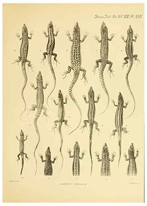 Seller image for Reproduccin/Reproduction 6289407724: A contribution to our knowledge of the varieties of the wall-lizard (Lacerta muralis) in Western Europe and North Africa London,Zoological Society,1905 for sale by EL BOLETIN