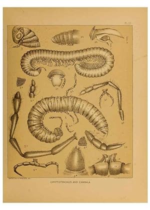 Immagine del venditore per Reproduccin/Reproduction 6298606542: The cave fauna of North America Washington,National Academy of Sciences,1888 venduto da EL BOLETIN