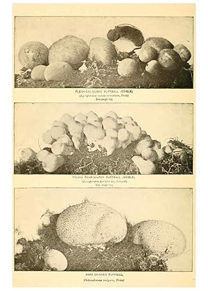 Seller image for Reproduccin/Reproduction 6288872795: The mushroom book Garden City, N.Y. :Doubleday, Page,1920 for sale by EL BOLETIN