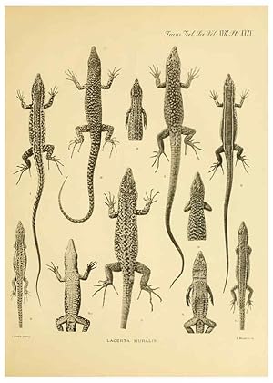 Seller image for Reproduccin/Reproduction 6288888993: A contribution to our knowledge of the varieties of the wall-lizard (Lacerta muralis) in Western Europe and North Africa London,Zoological Society,1905 for sale by EL BOLETIN