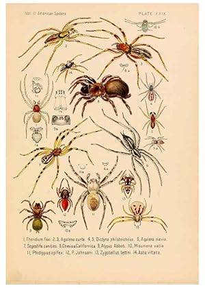 Seller image for Reproduccin/Reproduction 6298596500: American spiders and their spinningwork. V.3 Academy of natural sciences of Philadelphia,1889-93 for sale by EL BOLETIN