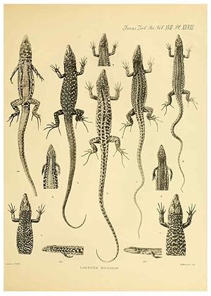 Seller image for Reproduccin/Reproduction 6288888397: A contribution to our knowledge of the varieties of the wall-lizard (Lacerta muralis) in Western Europe and North Africa London,Zoological Society,1905 for sale by EL BOLETIN