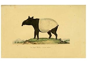 Image du vendeur pour Reproduccin/Reproduction 6288753717: Complments de Buffon. t.1. Paris :P. Pourrat Frres,1838 mis en vente par EL BOLETIN