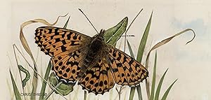 ORIGINAL WATERCOLOUR OF A FRITILLARY SPECIES [butterfly]