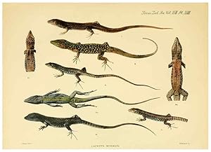 Seller image for Reproduccin/Reproduction 6289407540: A contribution to our knowledge of the varieties of the wall-lizard (Lacerta muralis) in Western Europe and North Africa London,Zoological Society,1905 for sale by EL BOLETIN
