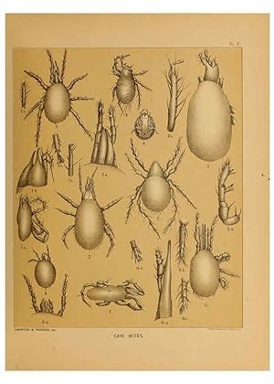 Imagen del vendedor de Reproduccin/Reproduction 6298606820: The cave fauna of North America Washington,National Academy of Sciences,1888 a la venta por EL BOLETIN
