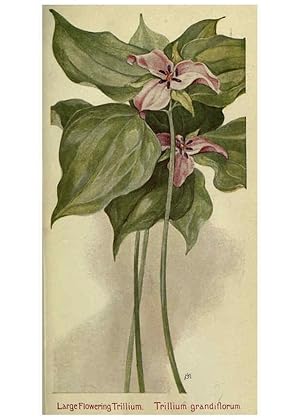 Seller image for Reproduccin/Reproduction 6263084985: Field book of American wild flowers New York,Putnam,[1912] for sale by EL BOLETIN
