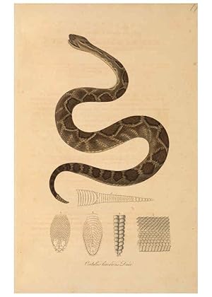 Image du vendeur pour Reproduccin/Reproduction 6298073551: Abbildungen zur Naturgeschichte Brasiliens Weimar :im Verlage des Grossherzogl. Sa?chs. priv. Landes-Industrie-Comptoirs,1822-1831 mis en vente par EL BOLETIN