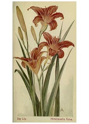 Seller image for Reproduccin/Reproduction 6263609898: Field book of American wild flowers New York,Putnam,[1912] for sale by EL BOLETIN