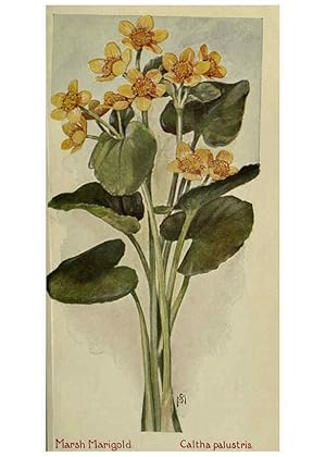 Seller image for Reproduccin/Reproduction 6263086297: Field book of American wild flowers New York,Putnam,[1912] for sale by EL BOLETIN