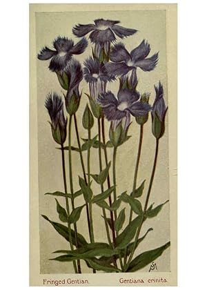 Seller image for Reproduccin/Reproduction 6263612048: Field book of American wild flowers New York,Putnam,[1912] for sale by EL BOLETIN