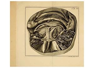 Imagen del vendedor de Reproduccin/Reproduction 6263774392: Iacobi Theodori Klein Histori piscium naturalis Gedani [i.e. Gdansk] :Litteris Schreiberianis,1740-49 a la venta por EL BOLETIN