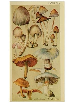 Seller image for Reproducción/Reproduction 6263212815: Field book of common gilled mushrooms New York :G.P. Putnam´s Sons,1928 for sale by EL BOLETIN