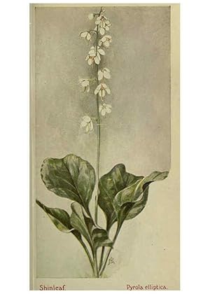 Seller image for Reproduccin/Reproduction 6263611888: Field book of American wild flowers New York,Putnam,[1912] for sale by EL BOLETIN