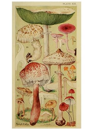 Seller image for Reproducción/Reproduction 6263740064: Field book of common gilled mushrooms New York :G.P. Putnam´s Sons,1928 for sale by EL BOLETIN