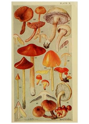 Seller image for Reproducción/Reproduction 6263739494: Field book of common gilled mushrooms New York :G.P. Putnam´s Sons,1928 for sale by EL BOLETIN