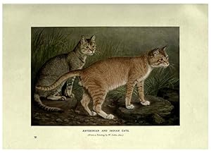 Imagen del vendedor de Reproduccin/Reproduction 6263034625: The book of the cat London,Cassell and company, limited,1903 a la venta por EL BOLETIN