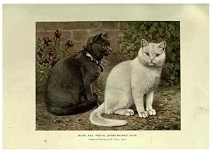 Imagen del vendedor de Reproduccin/Reproduction 6263558700: The book of the cat London,Cassell and company, limited,1903 a la venta por EL BOLETIN