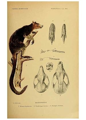 Imagen del vendedor de Reproduccin/Reproduction 6260186583: Genera mammalium Madrid,1919 a la venta por EL BOLETIN