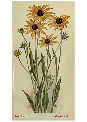 Seller image for Reproduccin/Reproduction 6263088925: Field book of American wild flowers New York,Putnam,[1912] for sale by EL BOLETIN